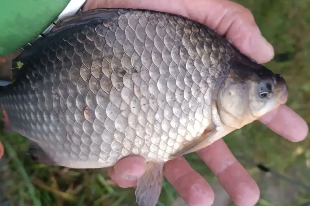 Подлещик в руке рыбака на фоне травы