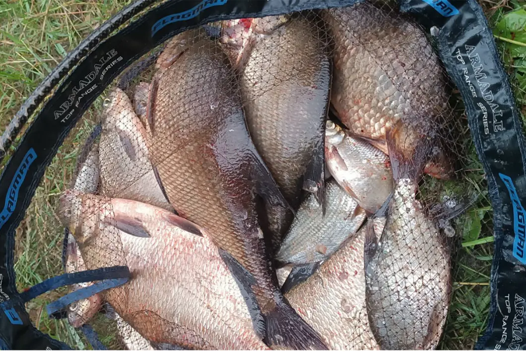 Садок, полный рыбы, на траве после рыбалки на Мухавце