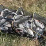 Полный садок с уловом – рыба в сетчатом садке после рыбалки на Припяти