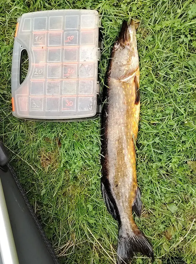 Щука, пойманная на джиг-приманку, лежит на траве рядом с рыболовной коробкой.