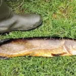 Щука на траве рядом с резиновым сапогом – впечатляющий трофей с озера Завелье.