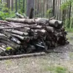 Спиленный лес