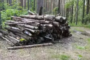 Спиленный лес