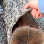 Спиленный лес