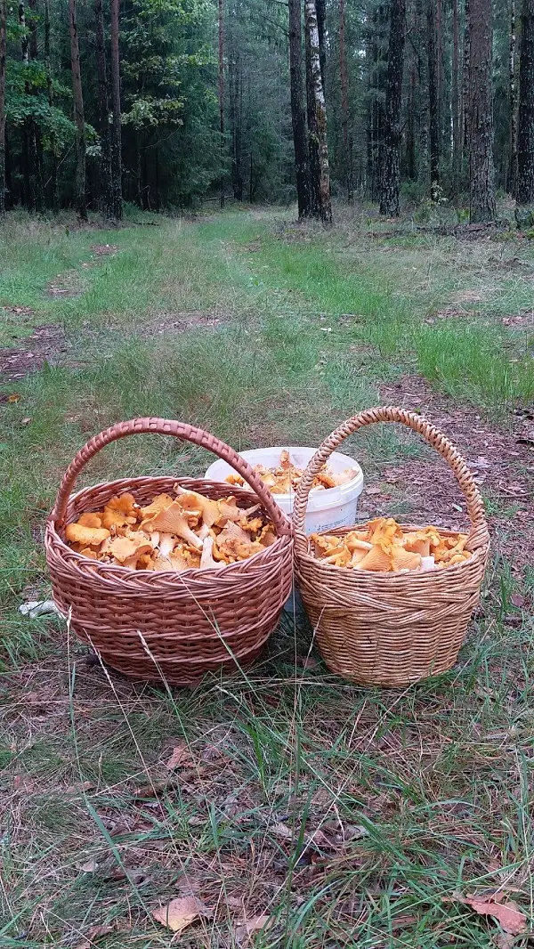 Такая красота в Слуцком районе