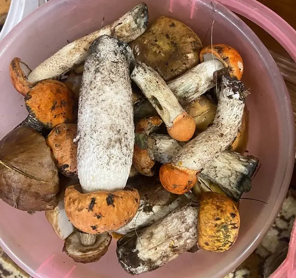 Ну вот вам и красноголовики