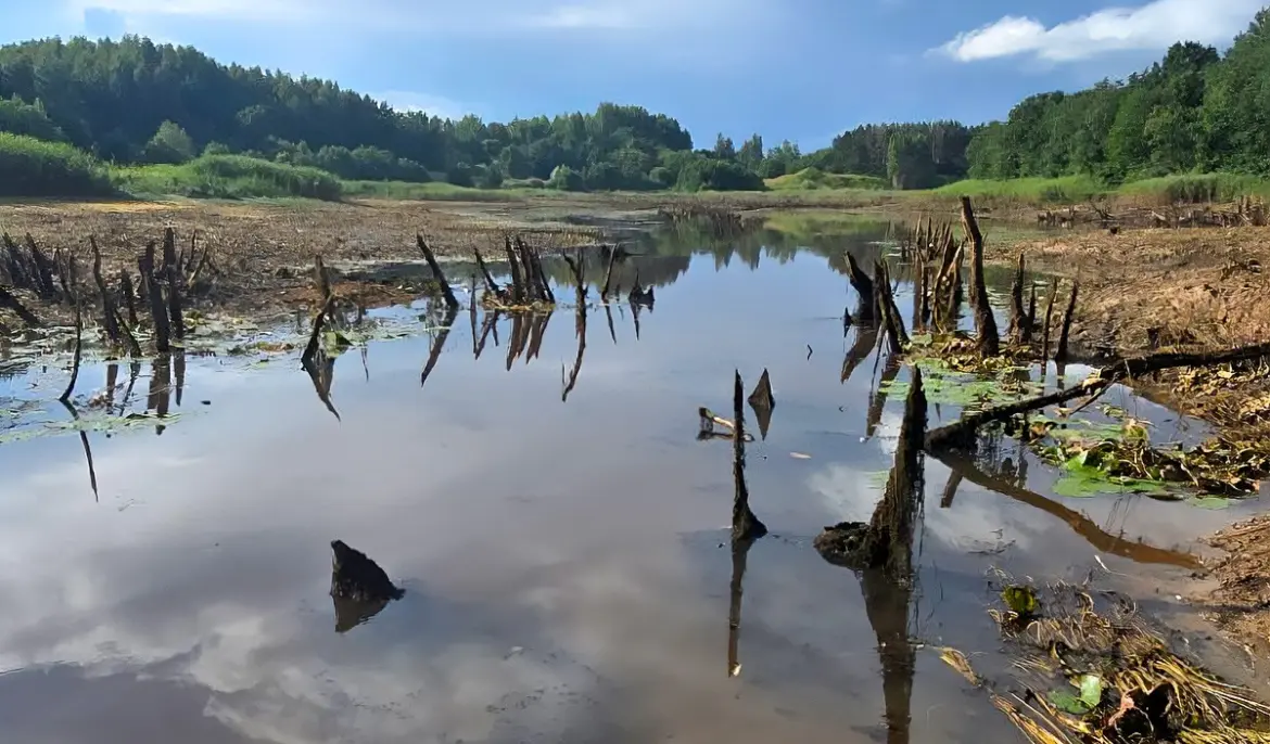 панорама пересохшего озера, торчащие корни деревьев, немного воды и зелёные берега вдали