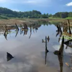 панорама пересохшего озера, торчащие корни деревьев, немного воды и зелёные берега вдали