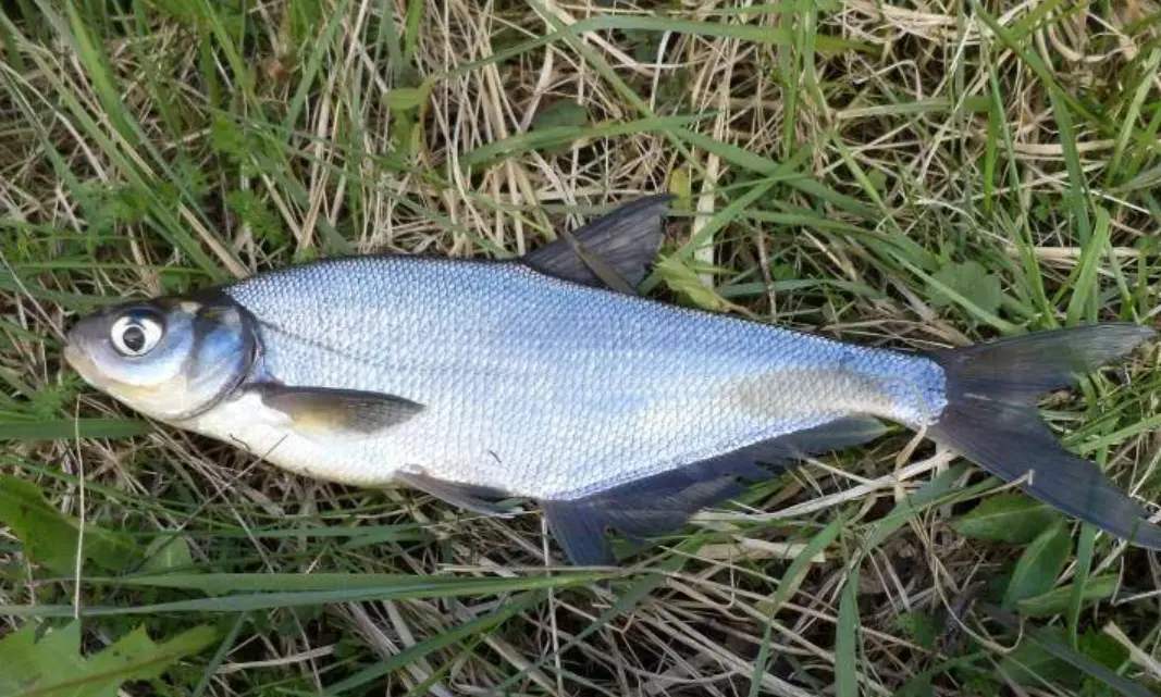 Один синец на траве, рыба с серебристой чешуёй и поднятым вверх ртом
