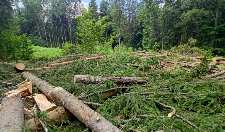 Валка леса