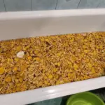 Ванна лисичек