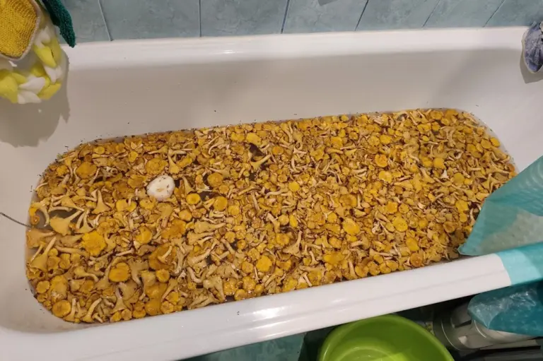 Ванна лисичек