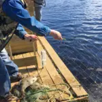 Мужчина достаёт из воды рыболовную сеть с пойманной рыбой на деревянном мостике озера.