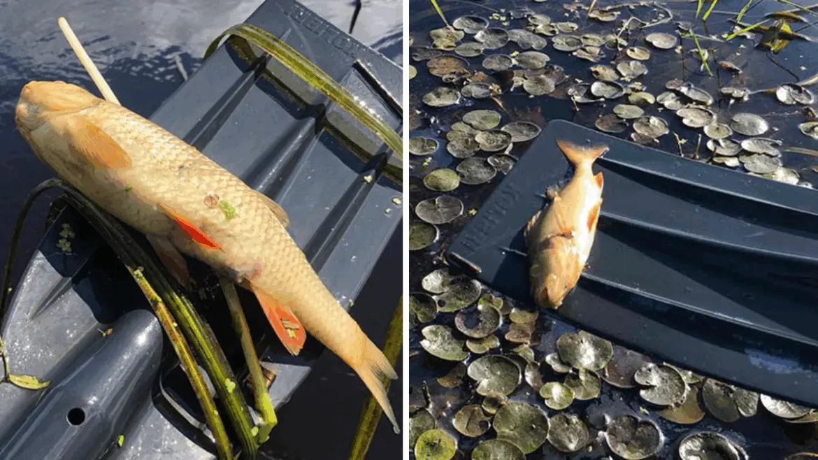 Заморы идут чередой: рыба гибнет, экологи молчат Две погибшие рыбы на весле: последствия летнего замора на реке Котра.