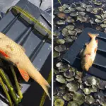 Две погибшие рыбы на весле: последствия летнего замора на реке Котра.