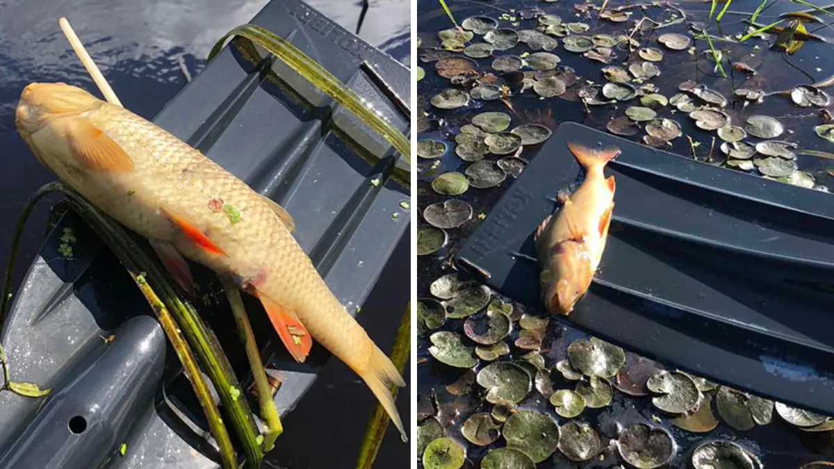 Две погибшие рыбы на весле: последствия летнего замора на реке Котра.