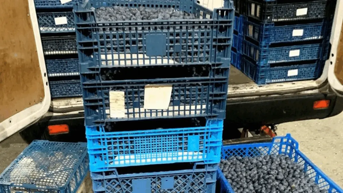 штабеля синих пластиковых ящиков, заполненных ягодами голубики, рядом с фургоном.