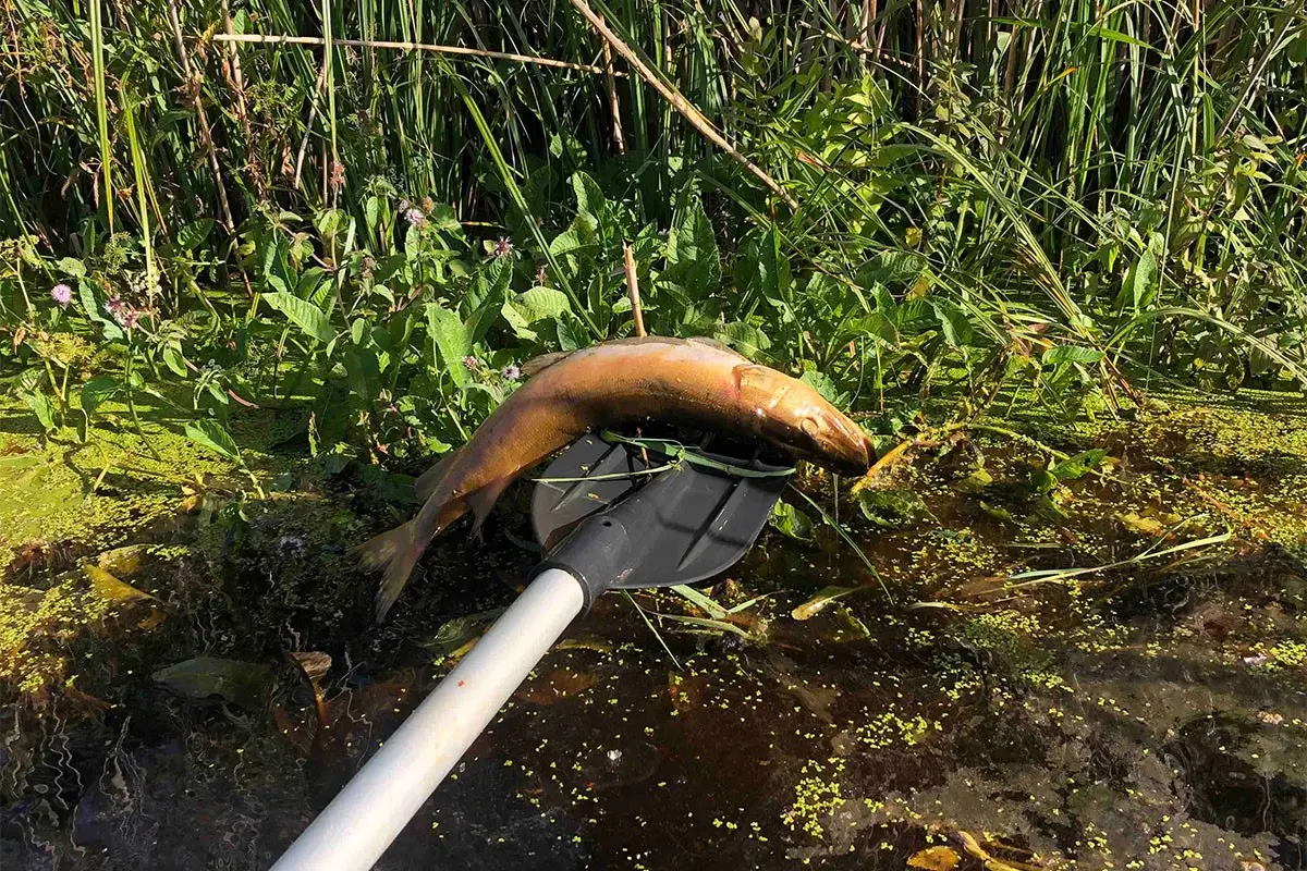 Мёртвая щука, лежащая на весле среди водной растительности на реке Котра.