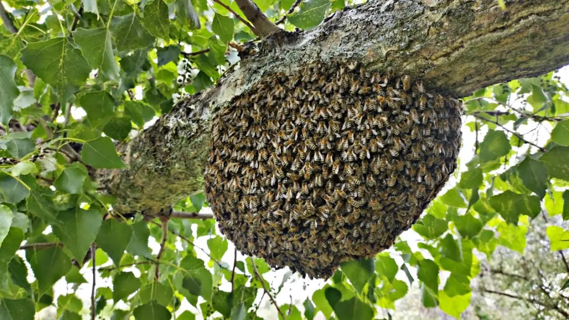 Большое пчелиное гнездо на ветке дерева.
