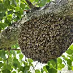 Большое пчелиное гнездо на ветке дерева.