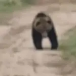 Медведь в поле