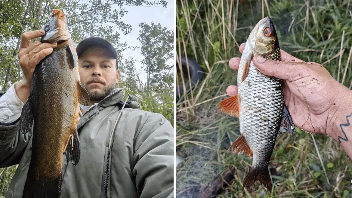 Слева – рыбак с большим линём на фоне леса. Справа – рука держит плотву на фоне высокой травы.