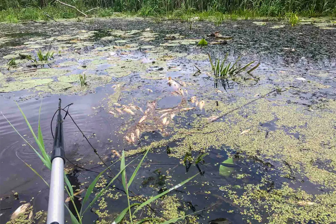 Рыбаки приехали на Беседь и ужаснулись