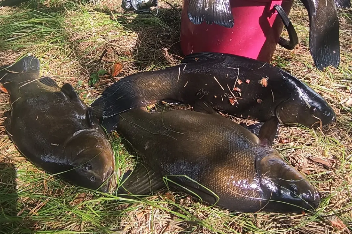 Лини лежат на траве рядом с рыболовным ведром