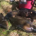 Лини лежат на траве рядом с рыболовным ведром