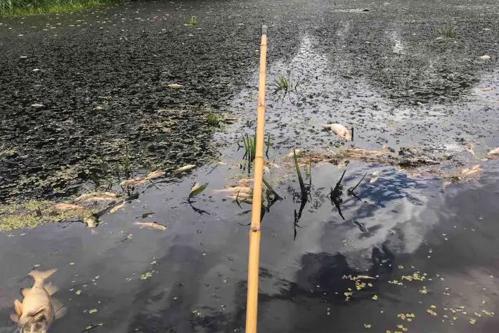 Жёлтая удочка на фоне воды с плавающей мёртвой рыбой среди водорослей