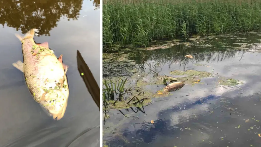 Крупный план мёртвой рыбы и общий вид заросшего участка реки с погибшей рыбой.
