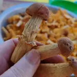 Золотистый боровик нашли в Новогрудке