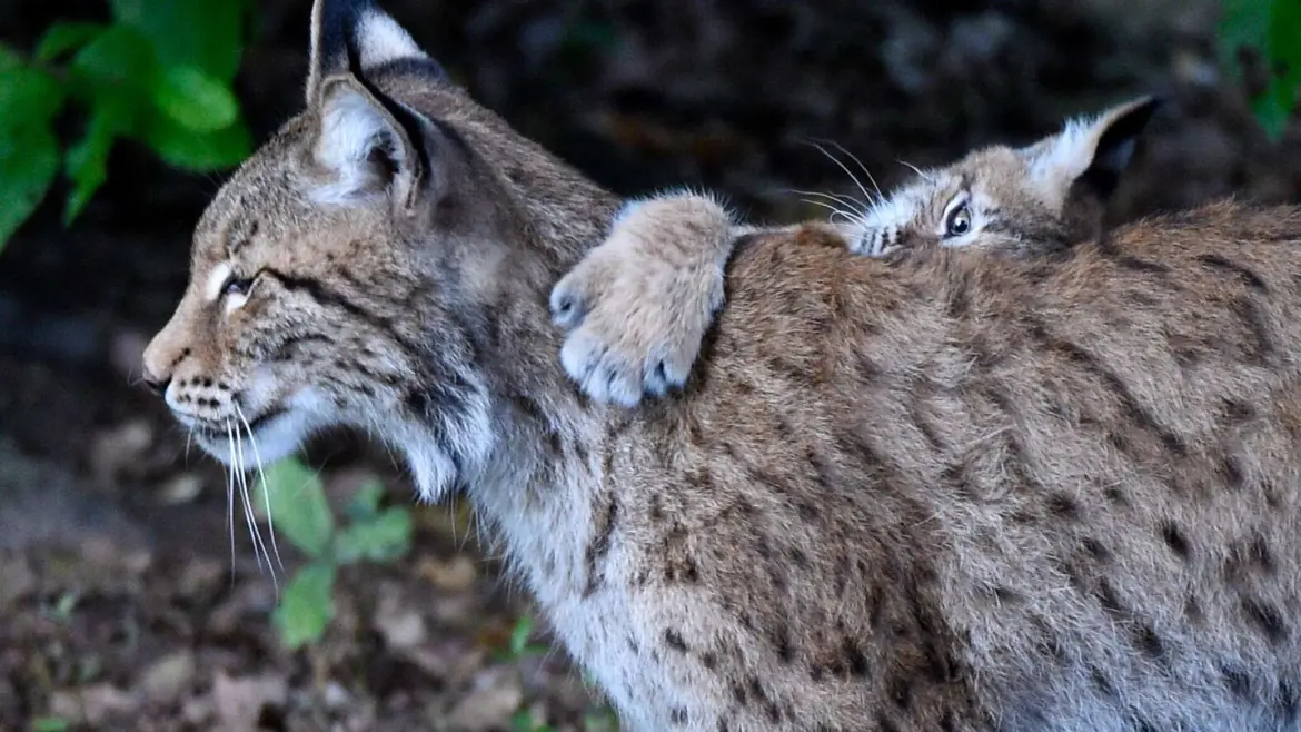 рысь в лесу с детенышем