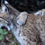 рысь в лесу с детенышем