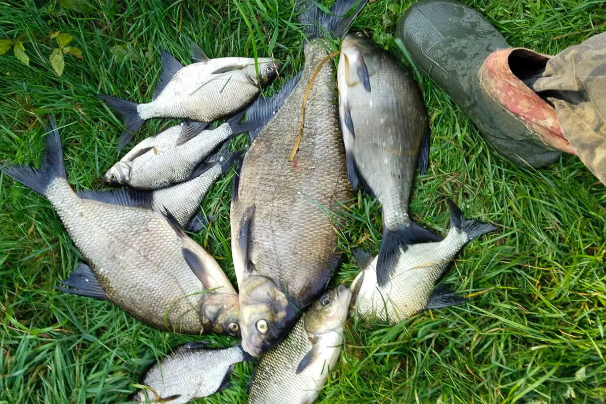 улов лещей на траве возле берега