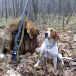 собака на охоте