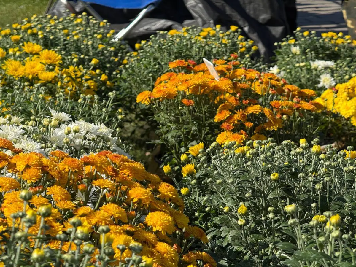 цветы на ярмарке