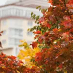 желтые листья на деревьях