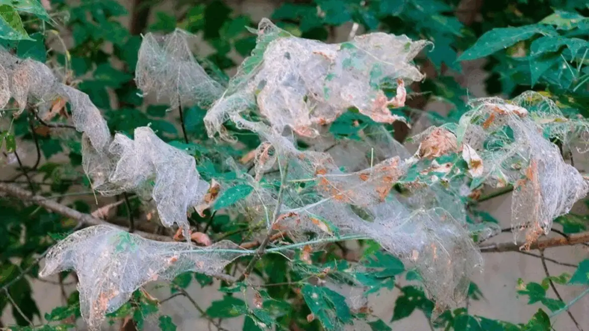 американская бабочкам на дереве