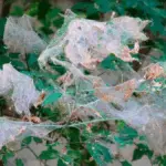 американская бабочкам на дереве