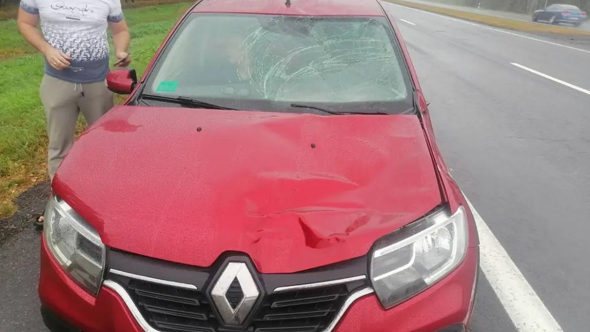 ДТП с лосём в Ивацевичском районе