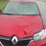 ДТП с лосём в Ивацевичском районе