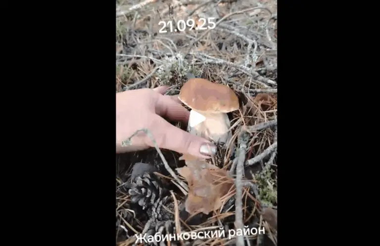 грибы