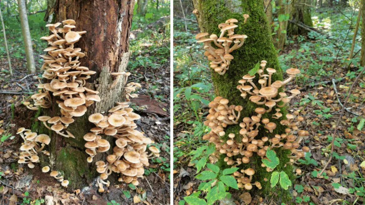 Гроздья опят на мхе и коре деревьев в лесу