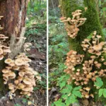 Гроздья опят на мхе и коре деревьев в лесу