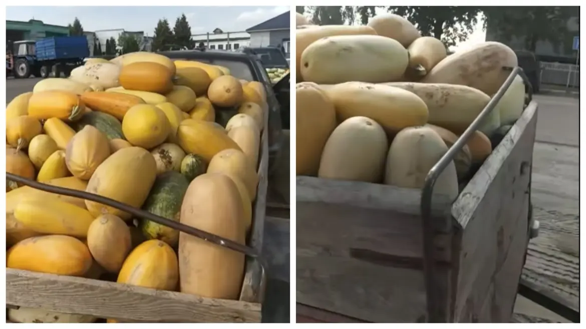 Люди спорят, дорого ли сдавать кабачки по 18 копеек Почём принимают кабачки