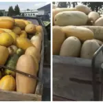 Почём принимают кабачки