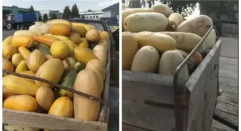 Люди спорят, дорого ли сдавать кабачки по 18 копеек