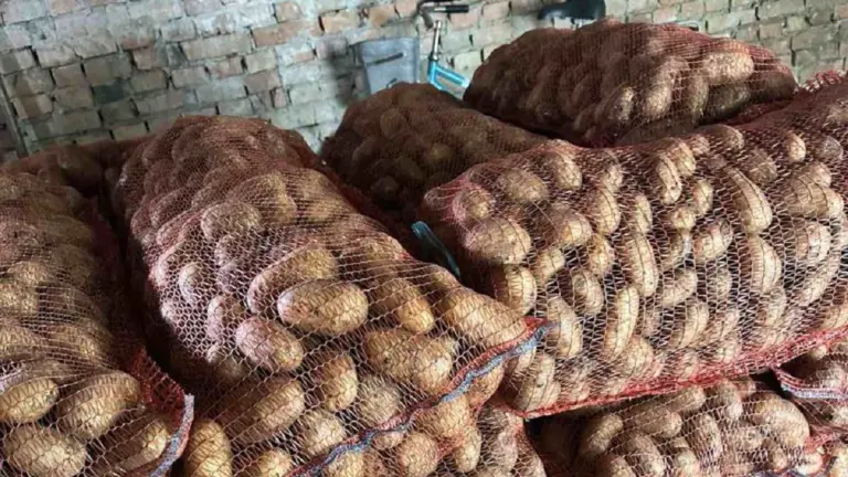 Картофель