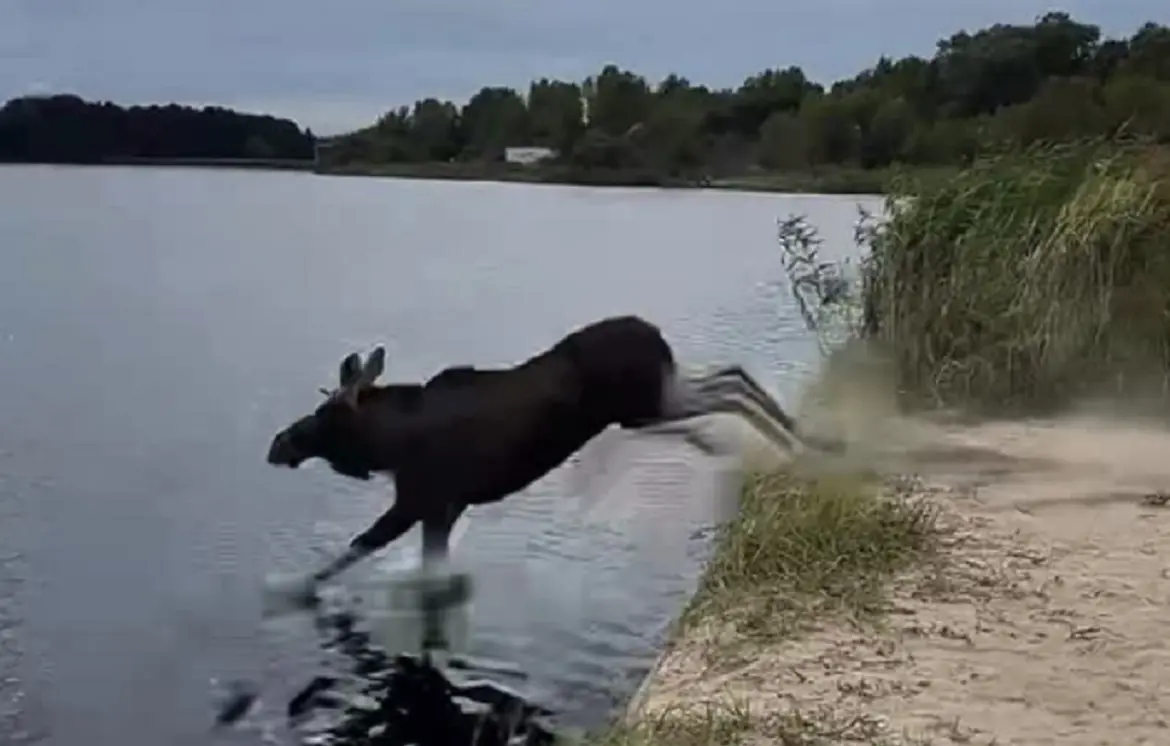 Лось ворвался на рыбалку
